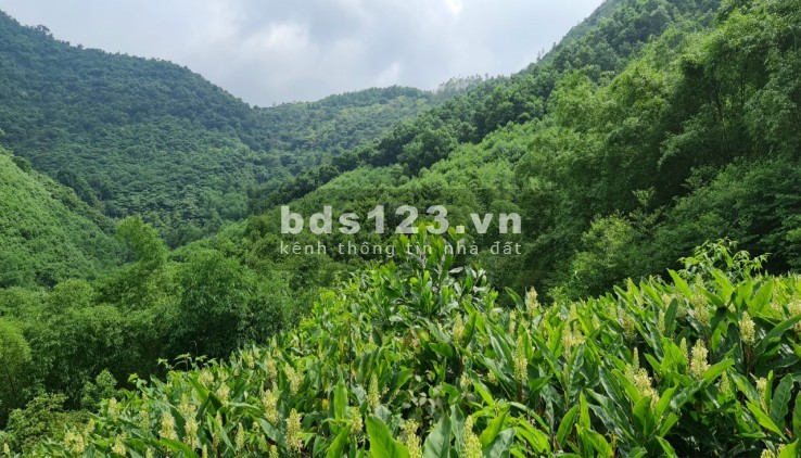 Bán đất trang trại 20ha đất RSX chỉ 3,4 tỷ Lương Sơn Hoà Bình