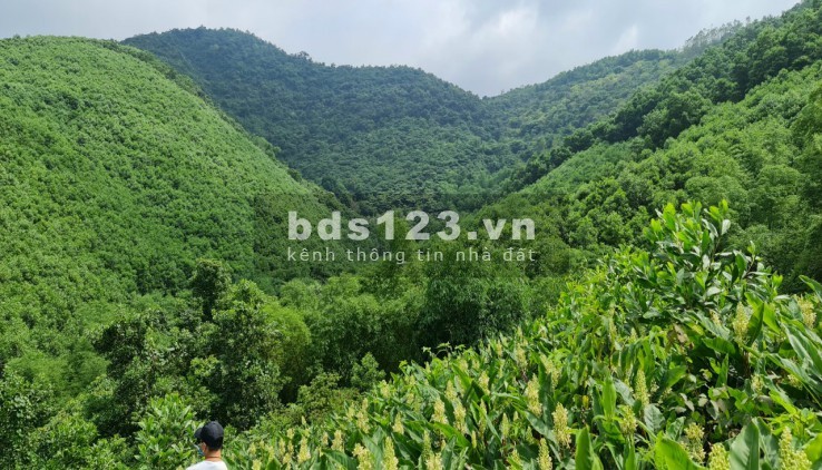 Bán đất trang trại 20ha đất RSX chỉ 3,4 tỷ Lương Sơn Hoà Bình