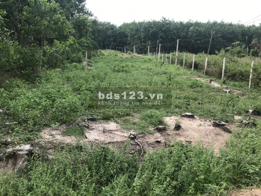 Cần bán gấp miếng đất 525m2, 300m thổ cư, 4 tỷ ở đường Bùi Thị Điệt