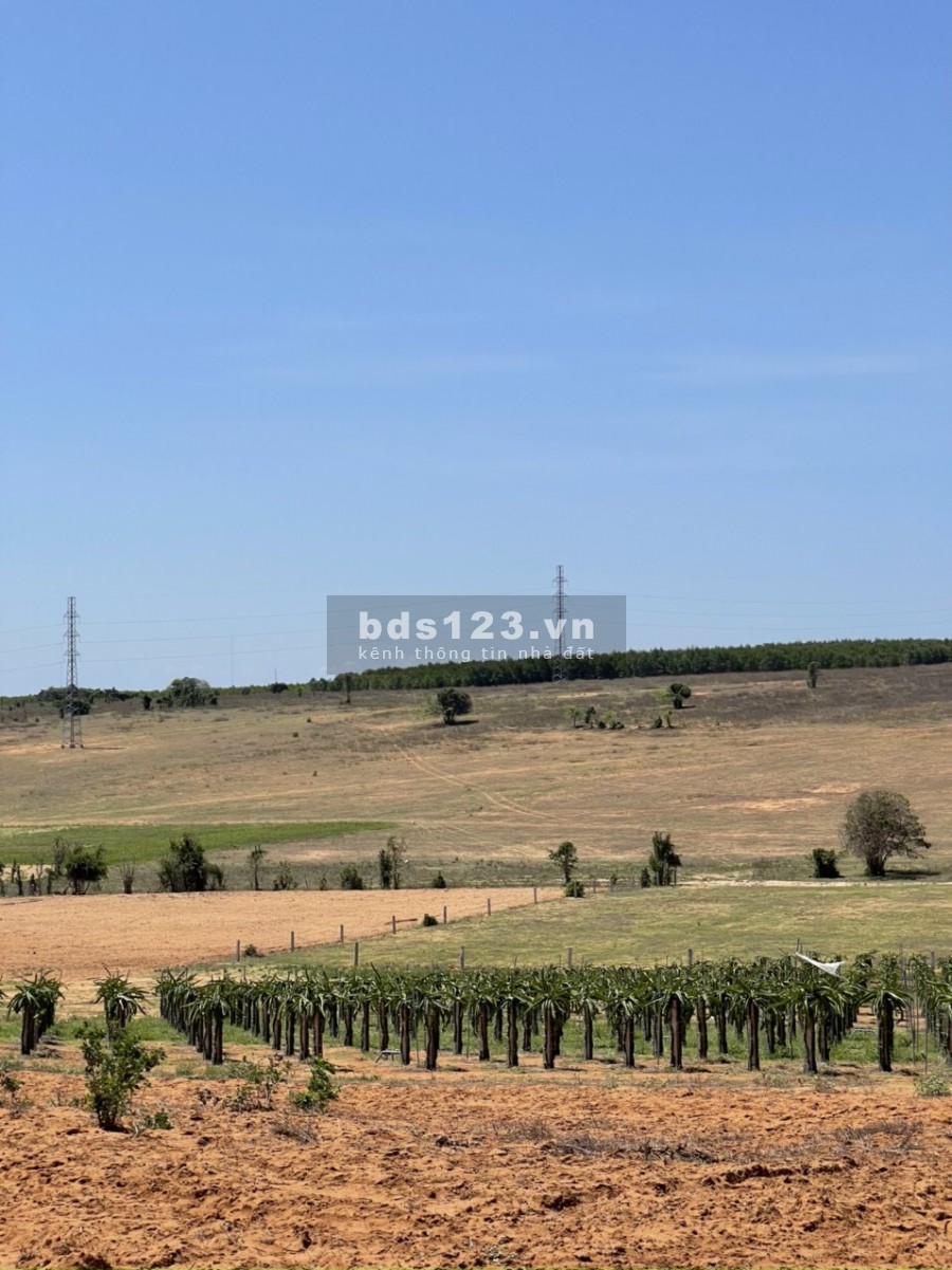 Bán 6396m2 ở xã Phan Thanh cách QL1A 1km, có đường trên sổ ra QL