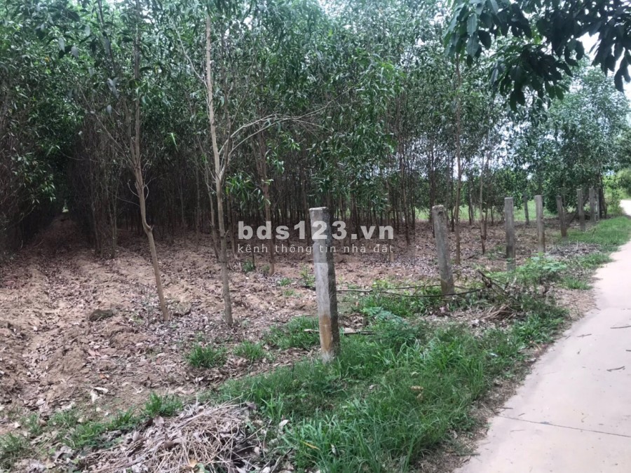 Cần bán 1 mẫu đất xã Suối Cao, huyện Xuân Lộc, Đồng Nai