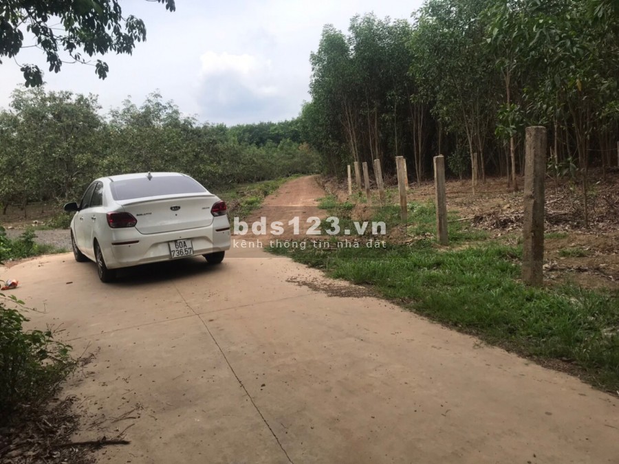 Cần bán 1 mẫu đất xã Suối Cao, huyện Xuân Lộc, Đồng Nai