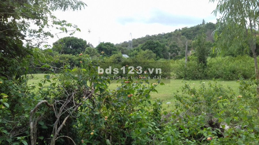 Cho thuê 2ha đất view núi và view biển Ba Ngòi Cam Ranh Khánh Hòa