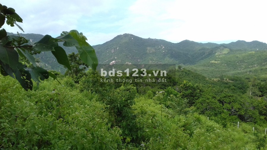 Cho thuê 2ha đất view núi và view biển Ba Ngòi Cam Ranh Khánh Hòa