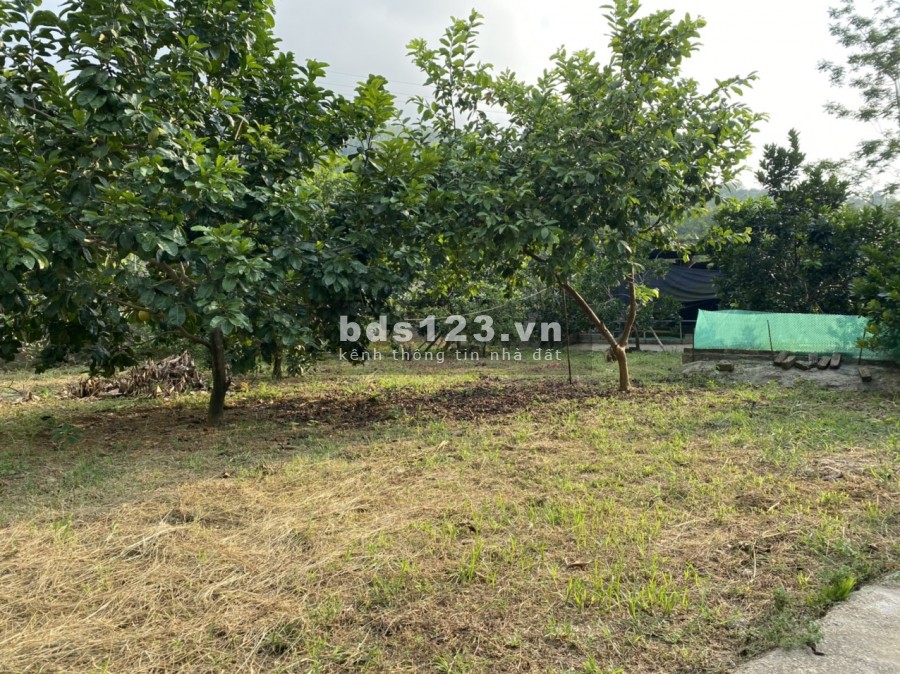 EM BÁN ĐẤT TẶNG NHÀ SÀN VỚI VƯỜN CÂY ĂN TRÁI