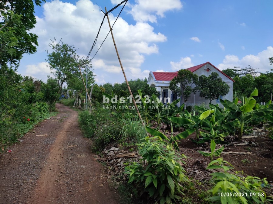 Cần bán gấp vườn trái cây 2 mặt tiền đường, cách đường Nguyên Hoàng 800m, huyện trảng Bom