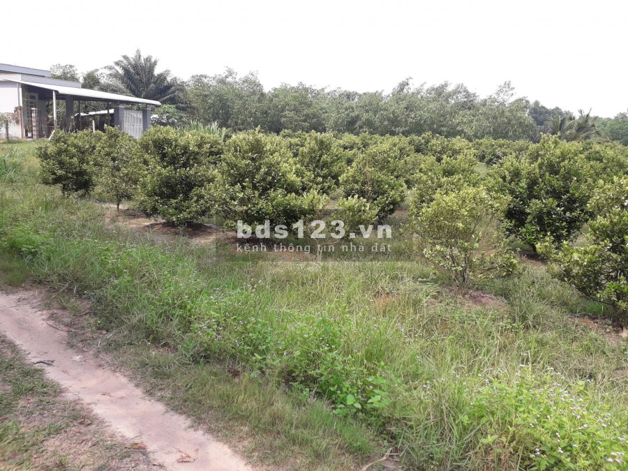 Đất khu công nghiệp Phước Đông Trảng Bàng, dt 318m2, giá 2.1 triệu/m2