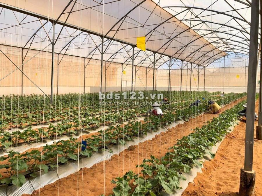 Chủ gửi bán gấp 1.2 ha đất nông nghiệp sát mặt tiền ĐT 716, 7p tới biển Hòa Thắng