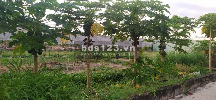 Đất Trần Bình Trọng, diện tích 130m2, thổ cư 80m2, đường bê tông 5m
