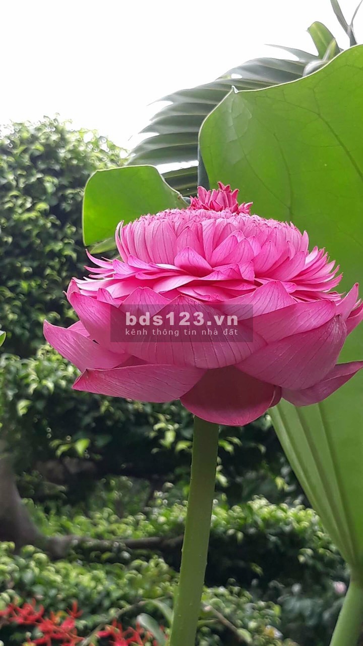 Bán nhà 1 lầu đúc hẻn xe hơi 160 Nguyễn Văn Quỳ, Phú Thuận, Quận 7