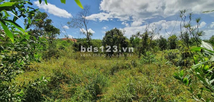 1,3ha Xóm Mới - Bãi Thơm Giá Đầu Tư