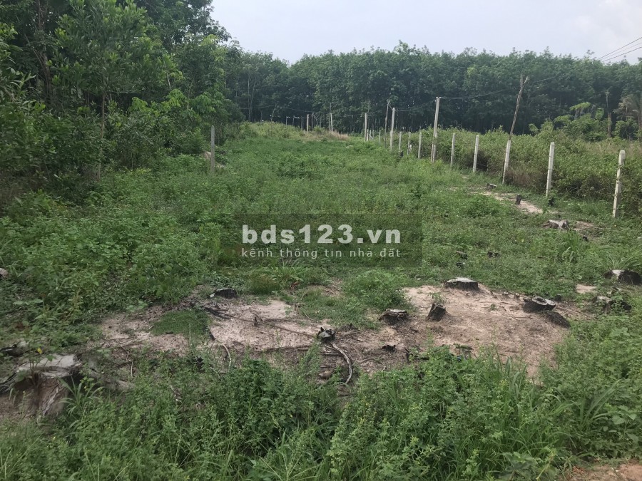 Cần vốn làm ăn nên bán gấp đất ở Bùi Thị Điệt, 525m2, 300m