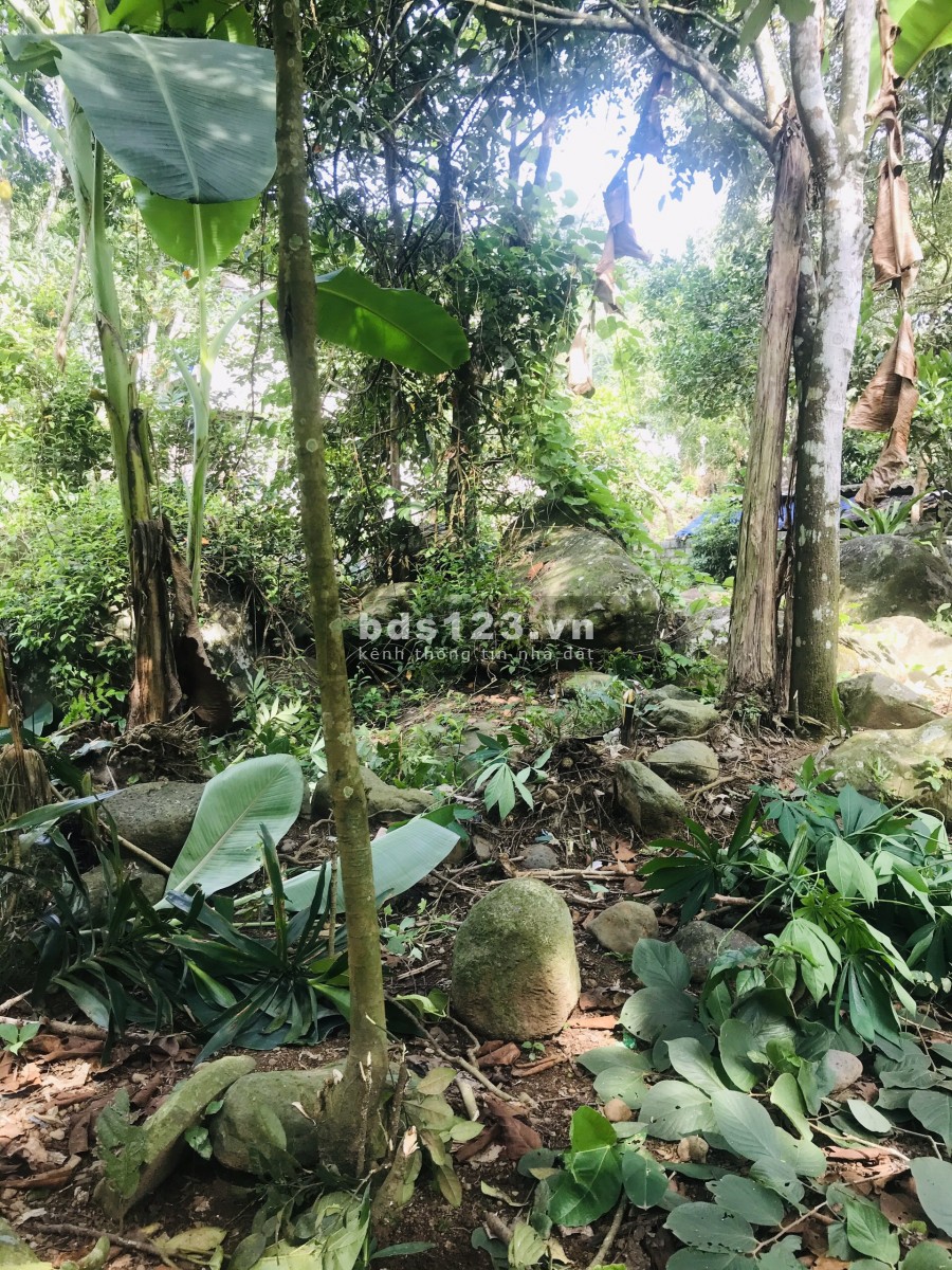 Bán nhanh 230m2, full thổ cư bám suối tại Kim Bôi Hoà Bình, ô tô vào tận đất