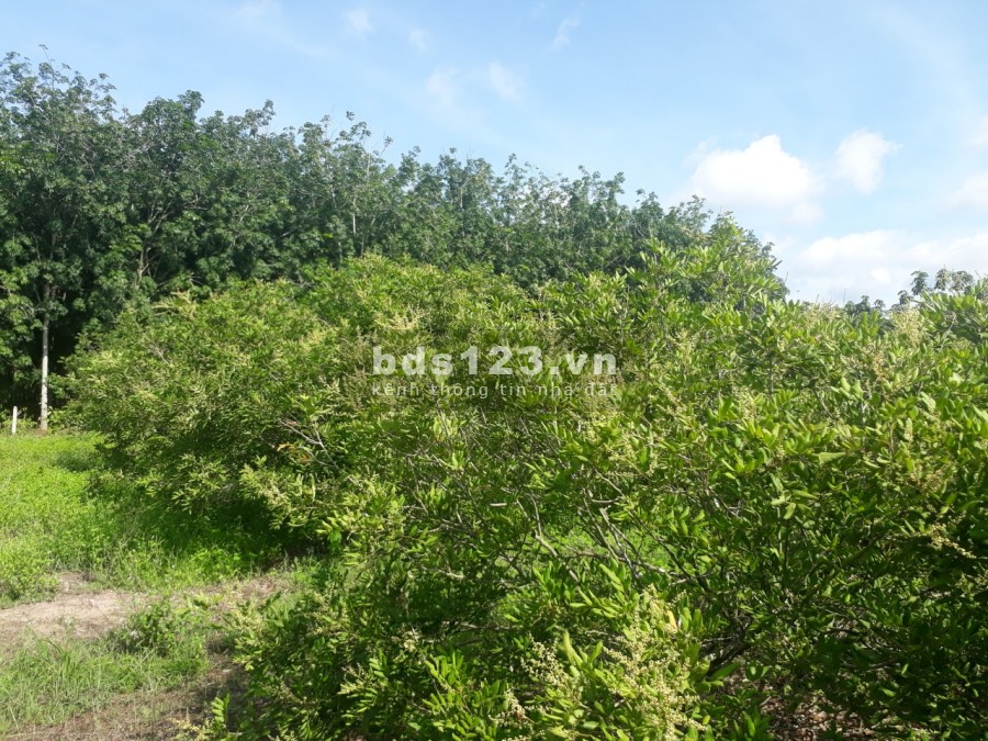 Bán đất chính chủ vườn nhãn xuồng 2 mẫu giá 3.6 tỷ, đường đá đỏ