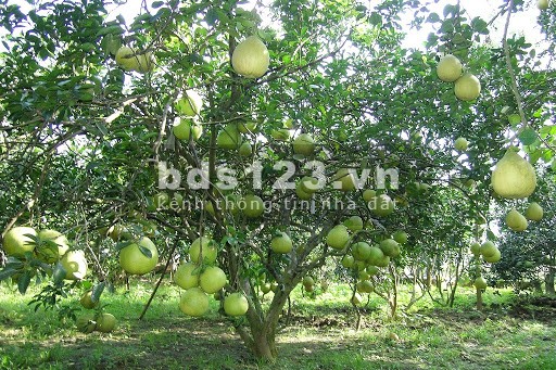 Bán đất mặt tiền 36m đường Hàng Điều hướng Đông bắc, phường 11