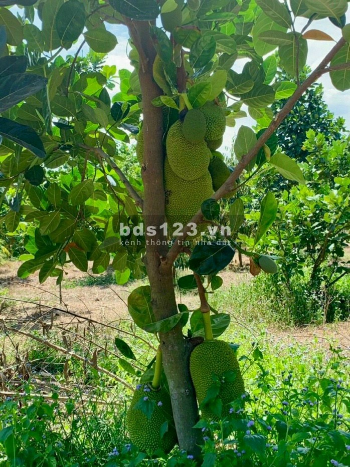 Đất vườn Quốc Lộ 20 gần Khu Công Nghiệp, đã có sổ riêng