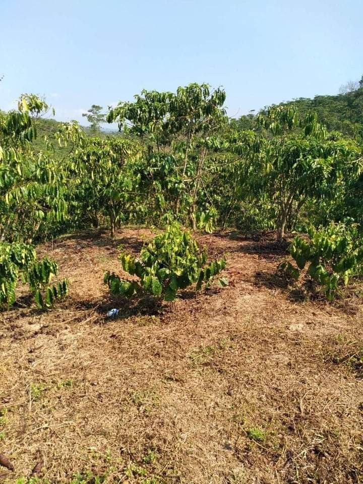 Bán đất giá rẻ, view đồi diện tích 6,5 xào, 150tr/xào Lộc Thắng, Bảo Lâm