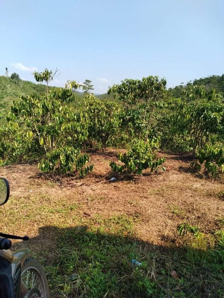 Bán đất giá rẻ, view đồi diện tích 6,5 xào, 150tr/xào Lộc Thắng, Bảo Lâm