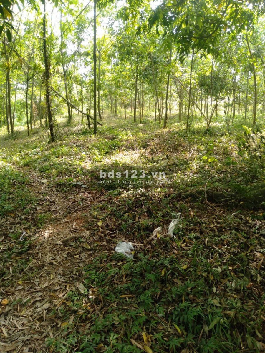 Chính chủ gửi mảnh đất diện tích 2800m2, 40m2 thổ cư tại Thanh Nông, Lạc Thuỷ