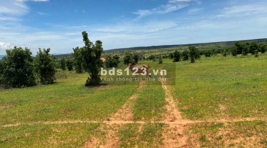Cần bán lô đất vườn Hòa Thắng, gần DT716, sổ có đường, mặt tiền dài