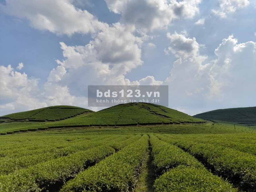 Mảnh Đất siêu việt đồi Chè trái tim, giấy tờ pháp lý chuẩn