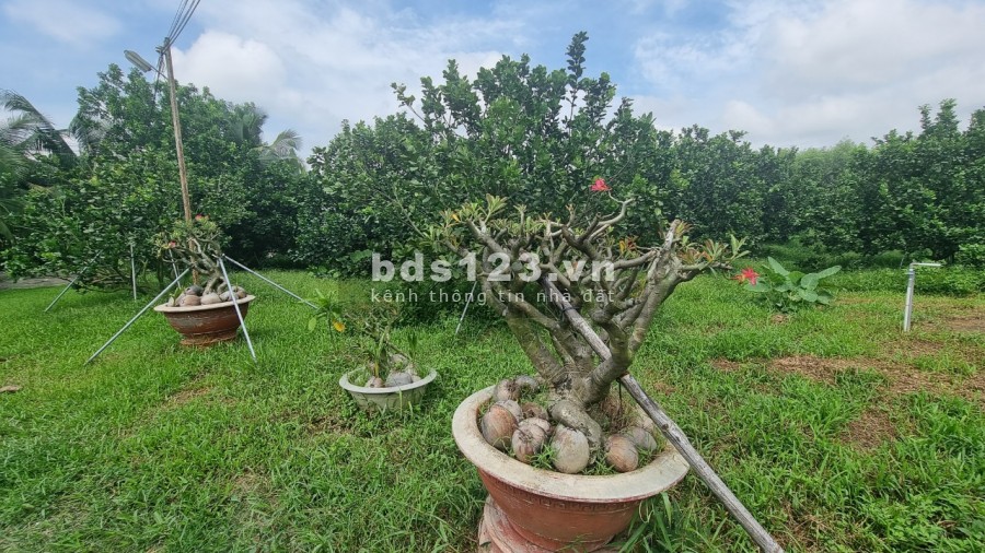 Bán nhà vườn nghỉ dưỡng 20000m2 Thạnh Phú Vĩnh Cửu gần hương lộ 15