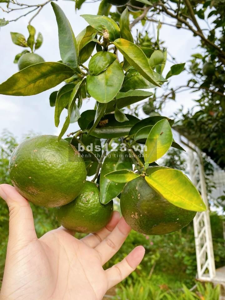 Đất nền biệt thự ven Tp. Nha Trang đã có sổ đỏ giá đầu tư 420 Triệu