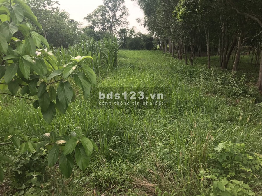 Tôi kẹt tiền cần bán đất kế khu Bộ Công an, 700m2, 300m2 thổ cư