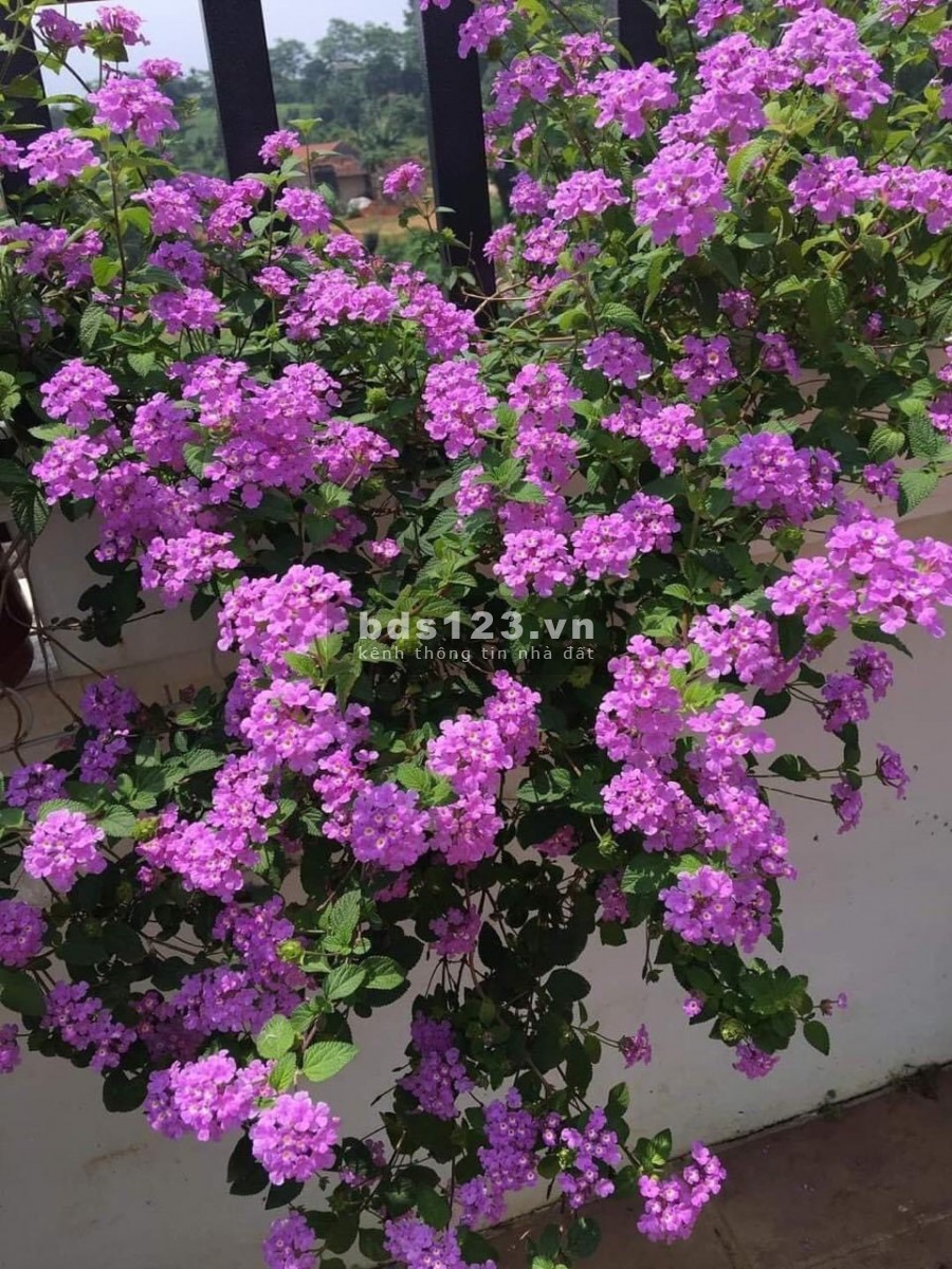 Bán lô đất thổ cư HXH 52 Nguyễn Thị Thập, phường Bình Thuận, Quận 7