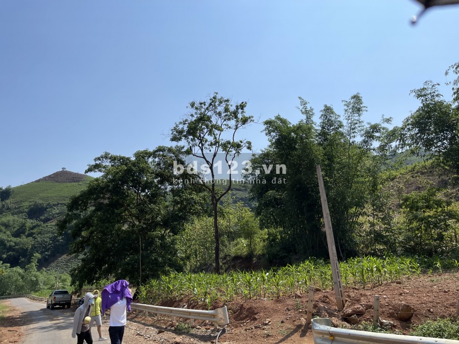 Mảnh đất Mộc Châu giá rẻ như cho, lam Farm thì hết ý ạ
