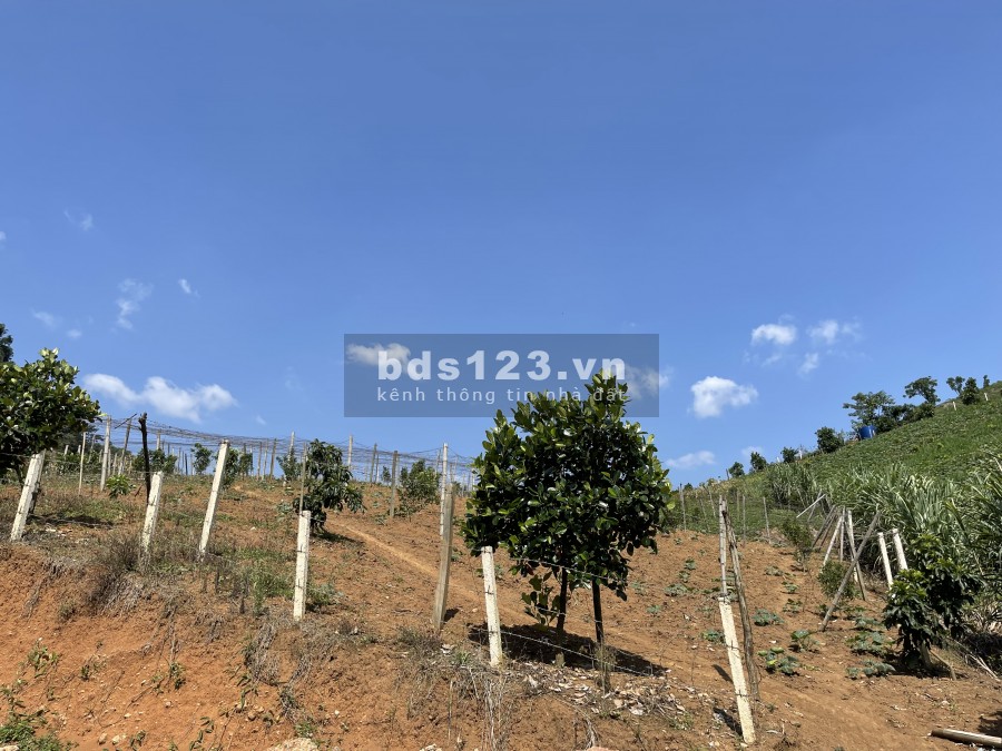Mảnh đất Mộc Châu giá rẻ như cho, lam Farm thì hết ý ạ