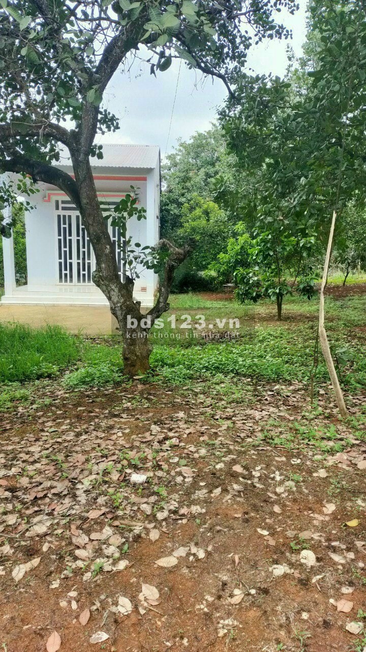 Bán Đất Cây Ăn Trái Tại Hớn Quản Bình Phước 1000m Cực Đẹp