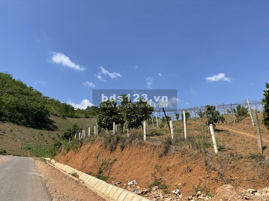 Mảnh đất Mộc Châu giá rẻ như cho, lam Farm thì hết ý ạ
