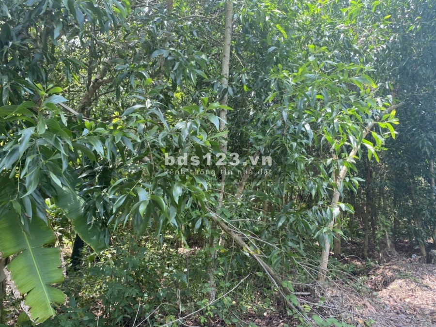 Chuyển nhượng mảnh đất rừng ấp 16, Khánh Thuận, huyện u minh, Tỉnh Cà Mau