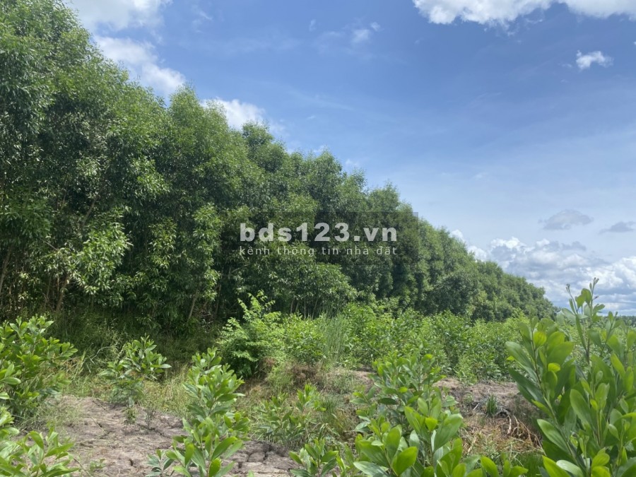Chuyển nhượng mảnh đất rừng ấp 16, Khánh Thuận, huyện u minh, Tỉnh Cà Mau