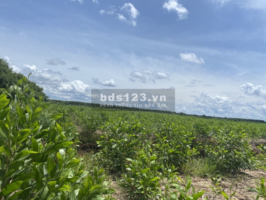 Chuyển nhượng mảnh đất rừng ấp 16, Khánh Thuận, huyện u minh, Tỉnh Cà Mau