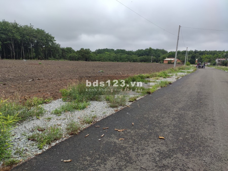 Cần bán 1000m2 đất sổ sẵn giá rẻ ở Tân Hưng, Đồng Phú