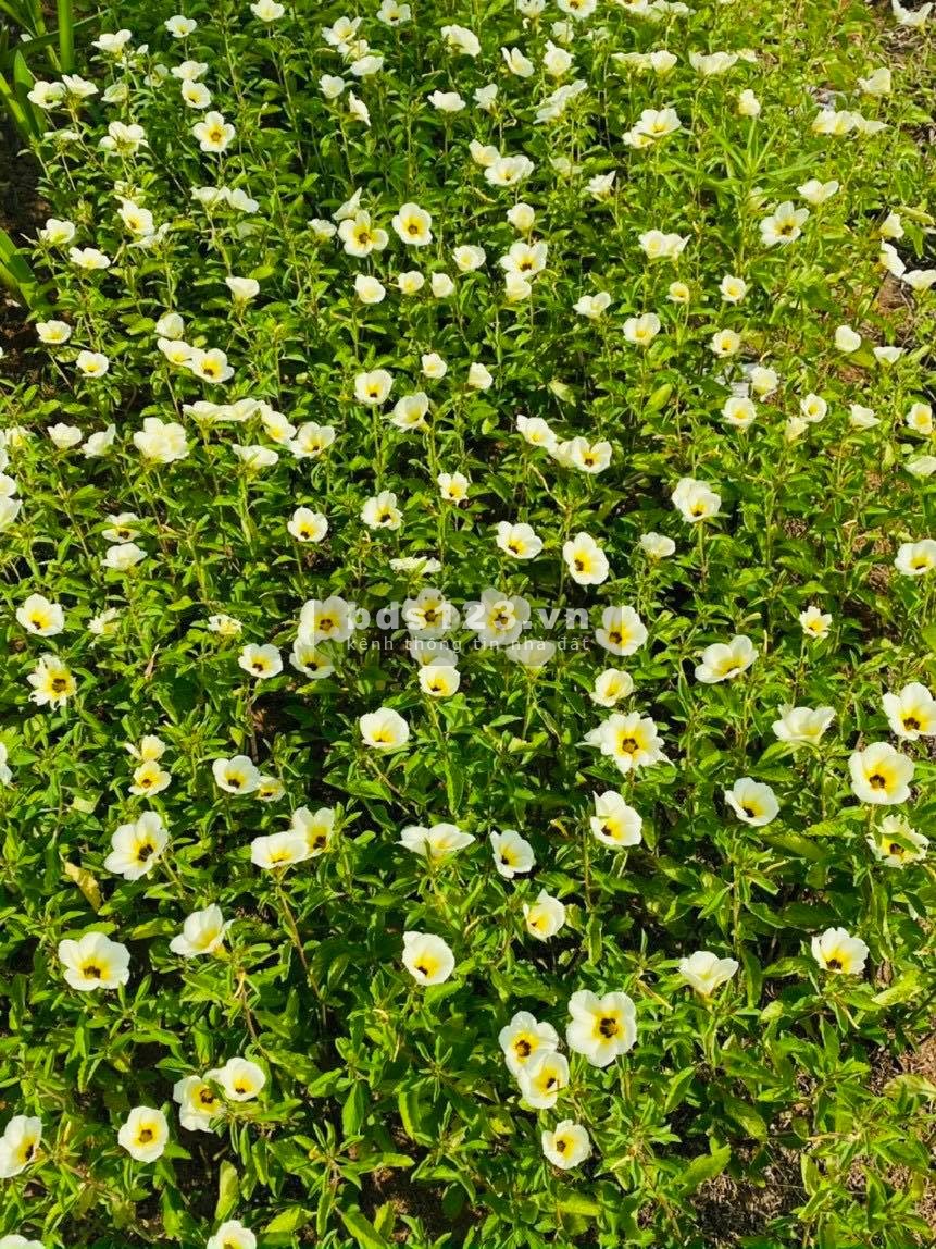 Đất đẹp nằm kế bên khu du lịch sơn tiên sổ riêng thổ cư 100% với giá chỉ 1ty2