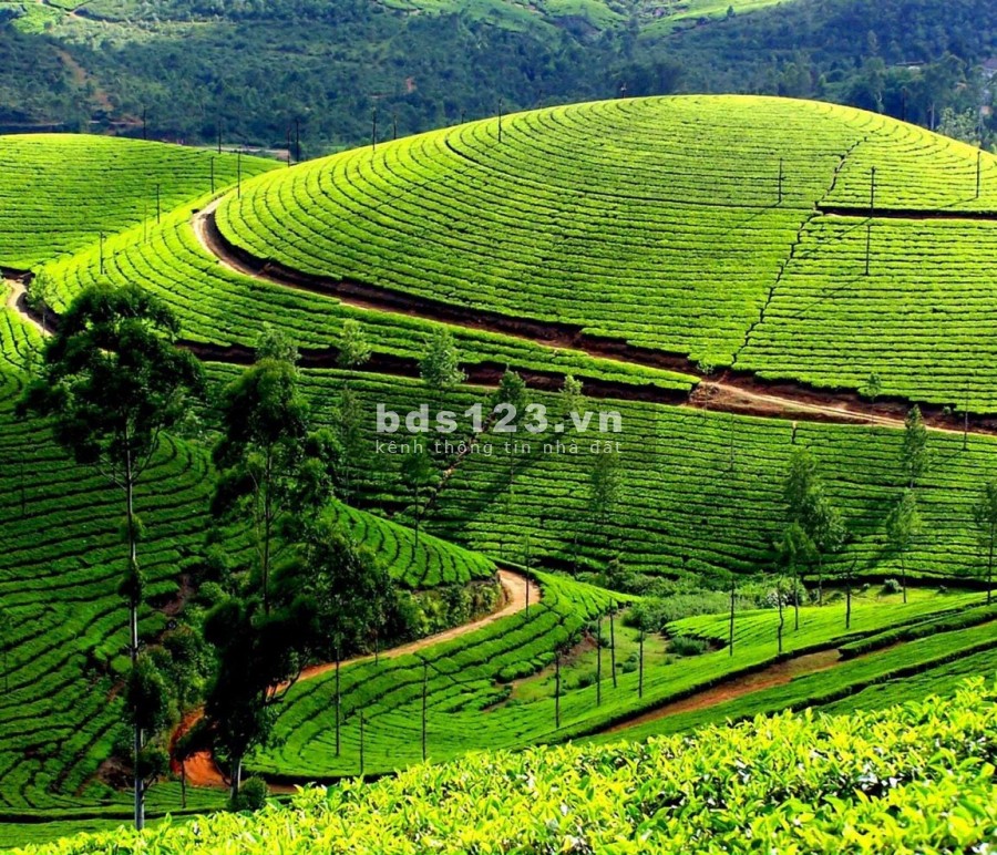 Bán gấp nền biệt thự trung tâm Bảo Lộc, full thổ cư, công chứng ngay