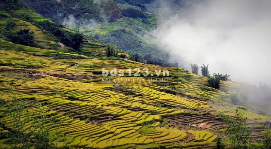 Ngải Thầu, Bát Xát, Lào Cai cần bán lô 600m2 mặt tiền 40m, View ruộng bậc thang đẹp nhất Y Tý SaPa2