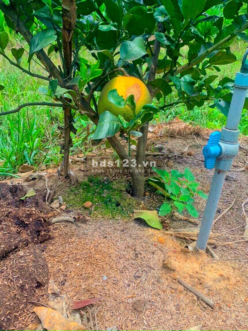 Bán đất 1000m2 ở Bình phước, chính chủ giá rẻ t5/2021