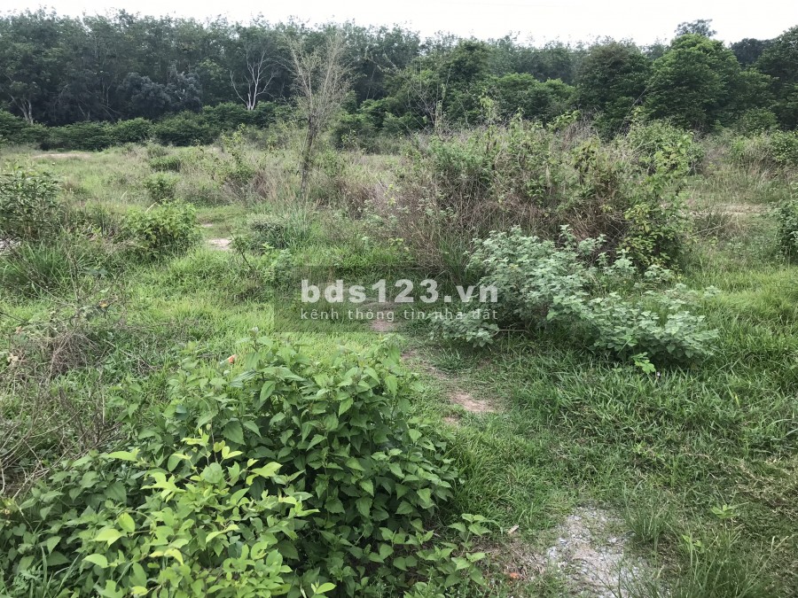 Tôi bán đất ở xã Phạm Văn Cội Củ Chi 1600m2