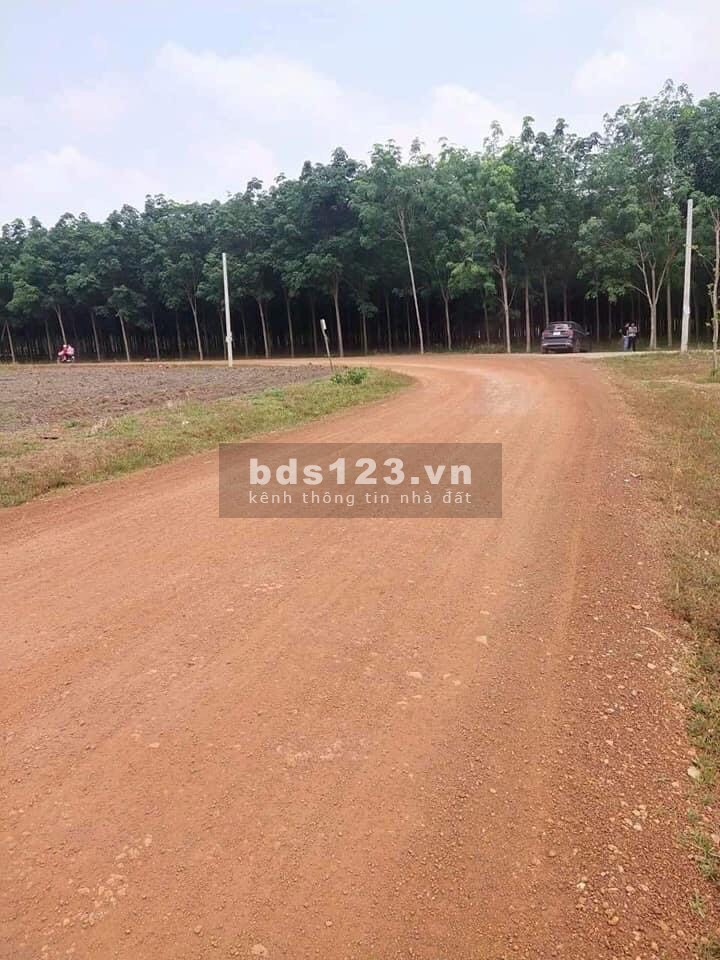 Bán đất Bình phước đông dân giá rẻ 209tr/1000m2 sổ sẵn giá t5/2021