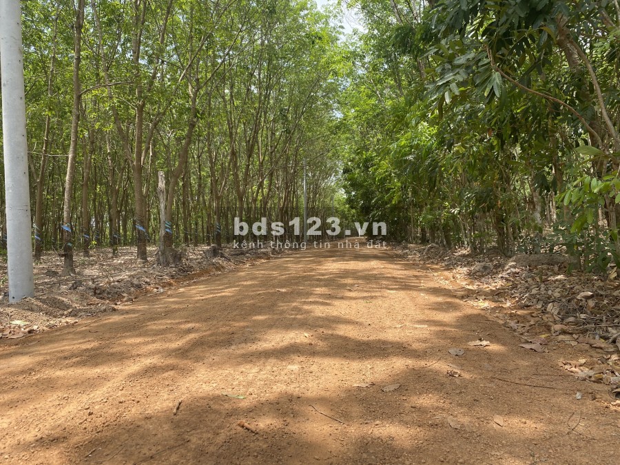 Đất Bình Long giá rẻ 1000m2 giá chỉ từ 179triệu sổ sẵn