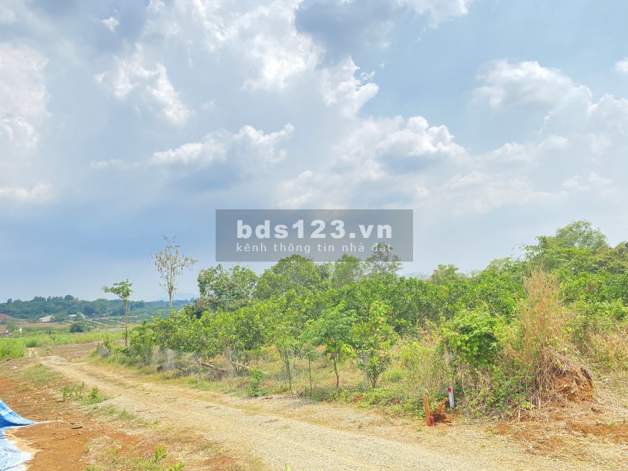 Bán 1100m2 đất ở, đang trồng sẵn bưởi, xoài, có sẵn 100 ONT, cách đường chính chỉ 10m