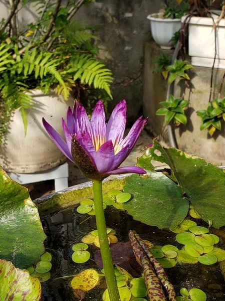 Bán Nhà C4 Nguyễn Trãi, Thanh Xuân 68m2, KD Đỉnh, 7 Tỷ.