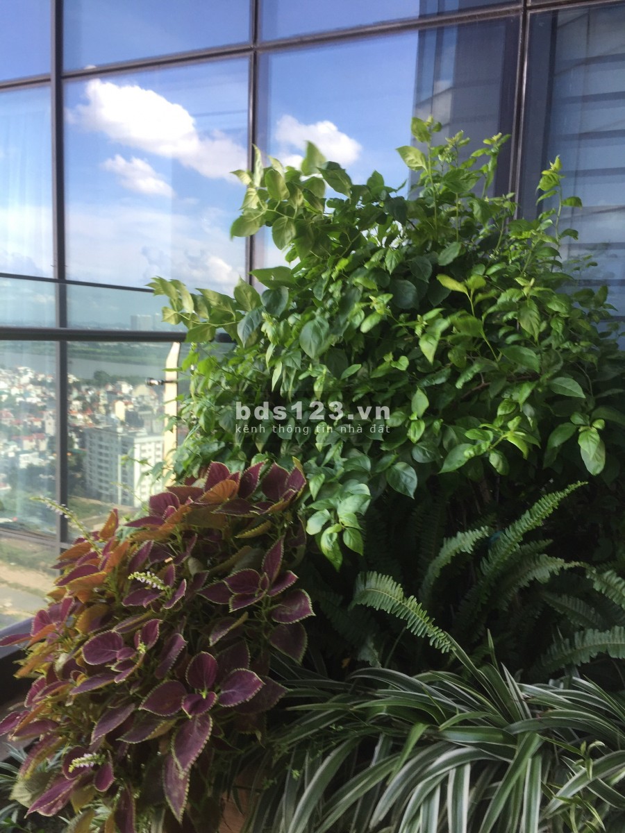 Cần cho thuế căn hộ chung cư Sunshine city, nội thất cơ bản