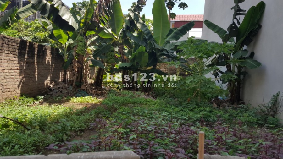 Bán đất Liên Ninh, Thanh Trì, ô tô vào nhà, dtsd 45m2, giá 3.5 tỷ