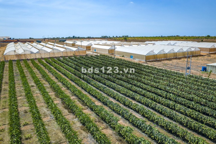 Lô đất 2 mặt tiền cực hiếm mùa covid cách ngã 4 liên huyện chỉ 300m - ngay khu dân cư