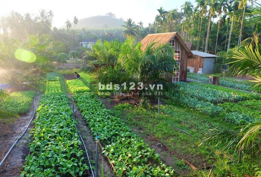 Bán đất Bình Phước giá rẻ, gần KCN, đông dân cư, 180tr/1000m2